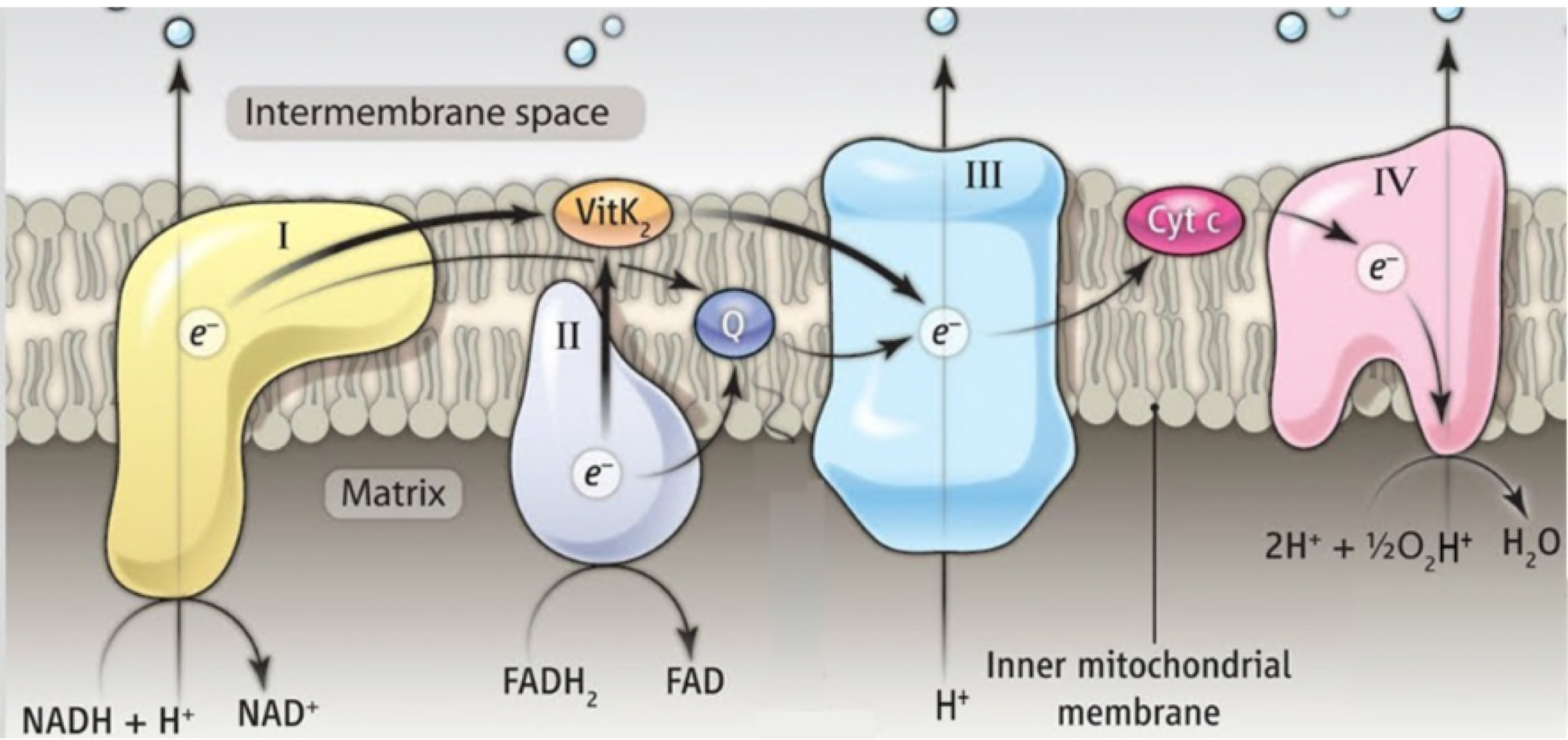 The first protein complex with the electrons is reduced, it donates so it gets oxidized, then the second protein complex is reduced, etc. 