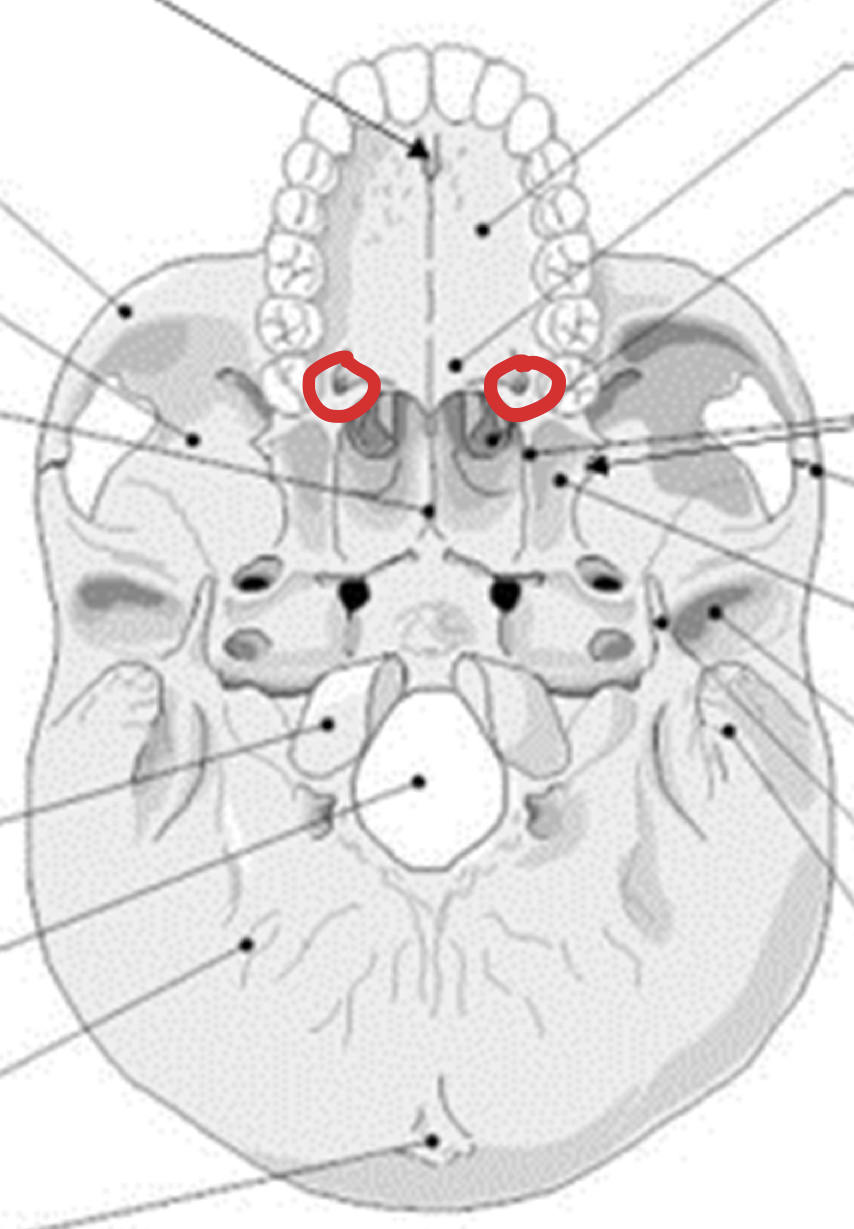 knowt flashcard image