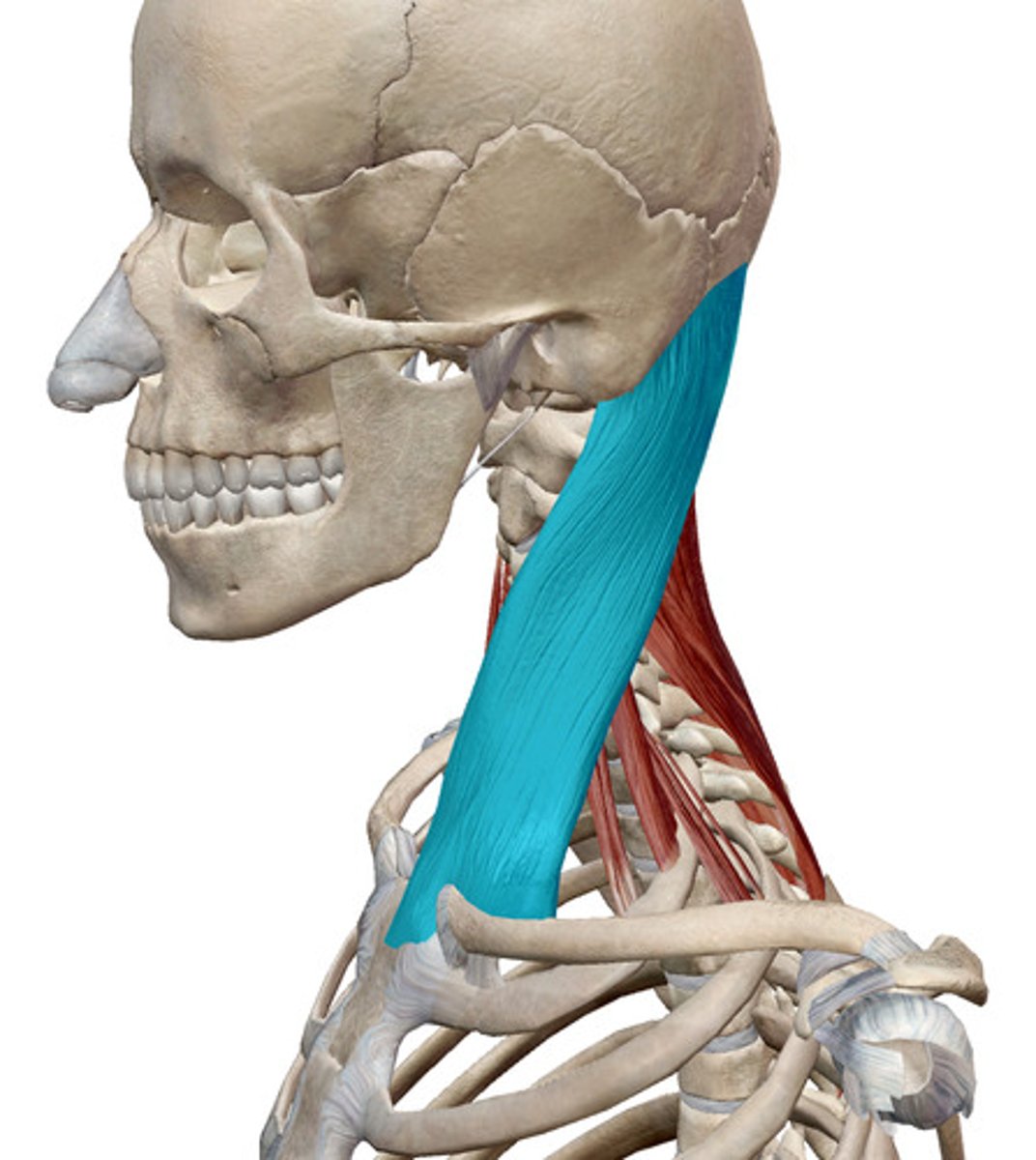 <p>What muscles is this?</p>
