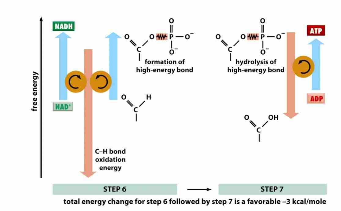 <p>Glyceraldehyde -3 phosphate dehydrogenase, and phosphoglycerate kynase</p><p>oxidation of glyceraldehyde 3- phosphate, the reaction gives a NADH and 1,3 biphosphoglycerate</p><p>the kynase removes the phosphate group from 1,3 biphosphoglycerate and generates 1 atp and 3 - phosphoglycerate</p>