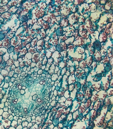 dicot root