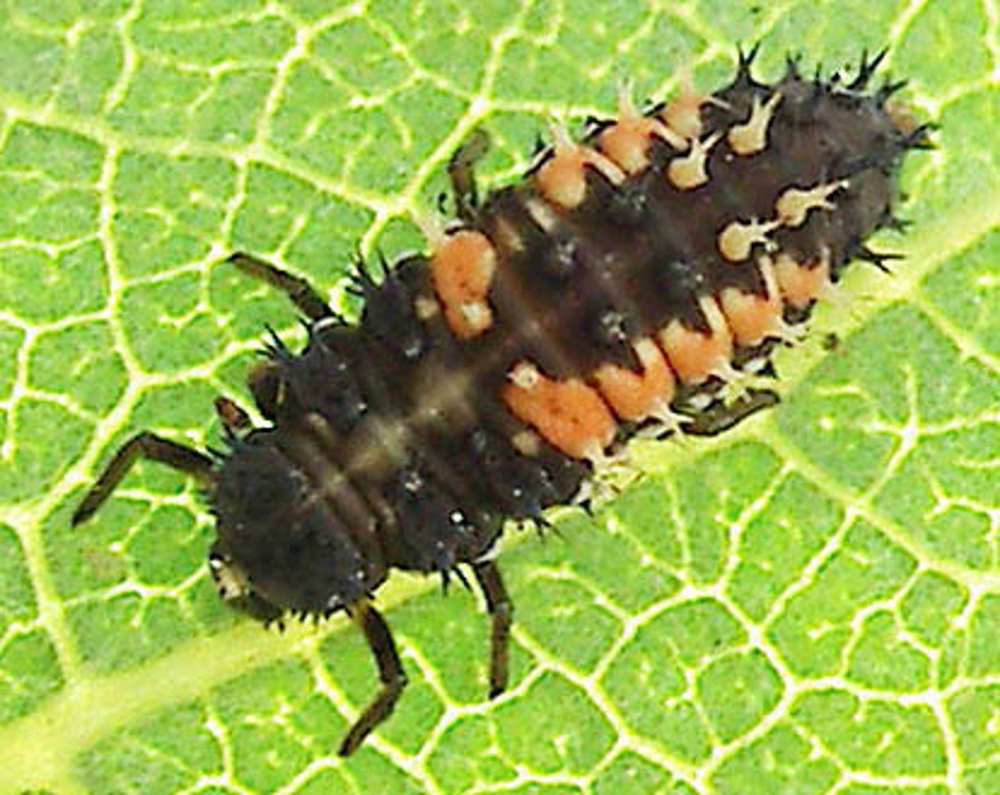<p>black with spiny body, slender, bumpy with orange/yellow bands/spots, feeds on aphids</p>