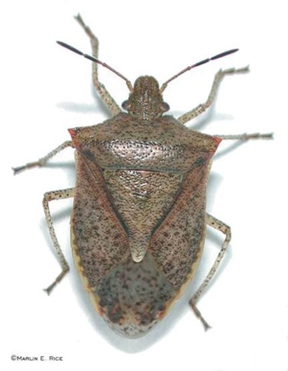 <p>Subordo</p>