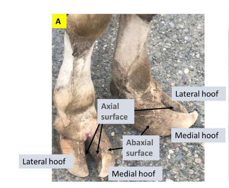 <p>Aspect closer to the midline of a limb</p>