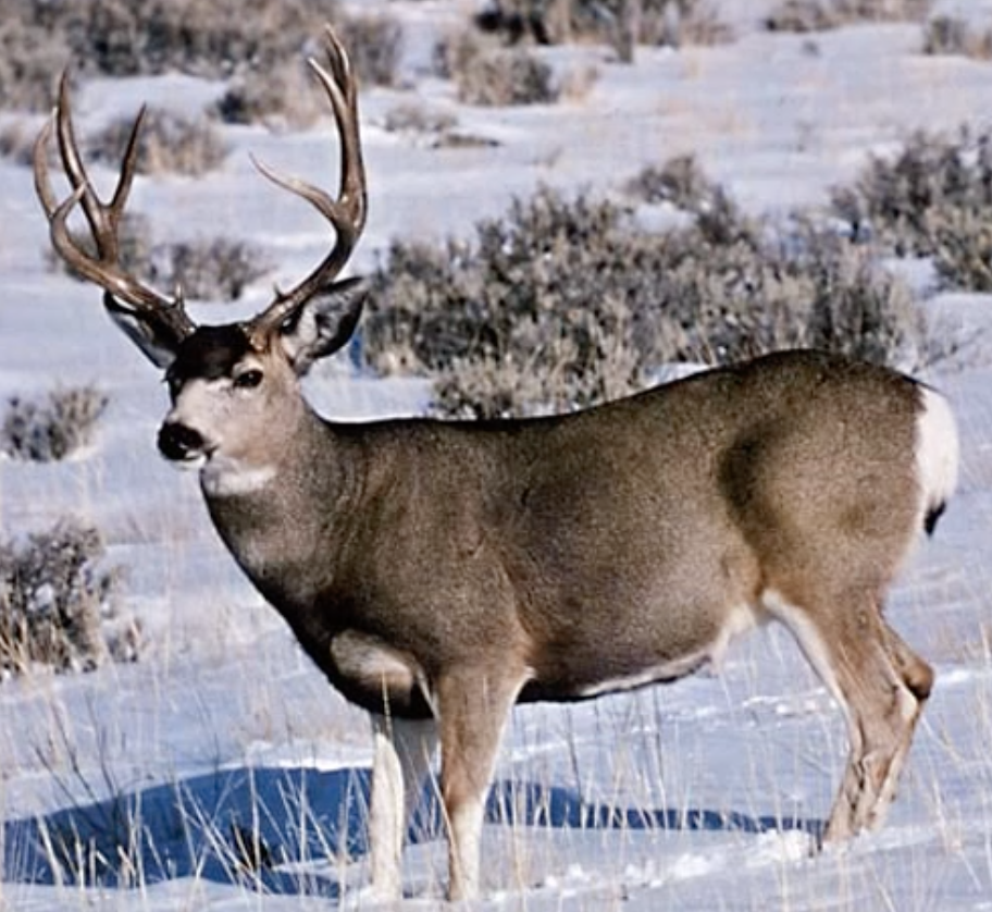 Mule deer
