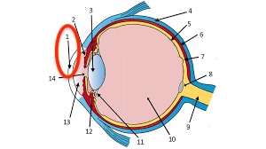 <p>part of eye that bends light to provide focus</p>