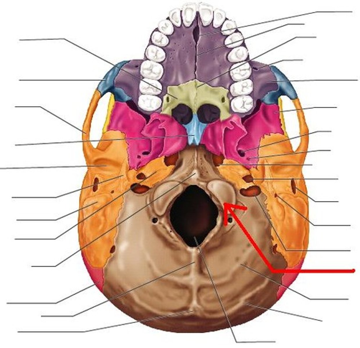 knowt flashcard image