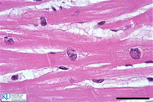 <p>Name the tissue</p>