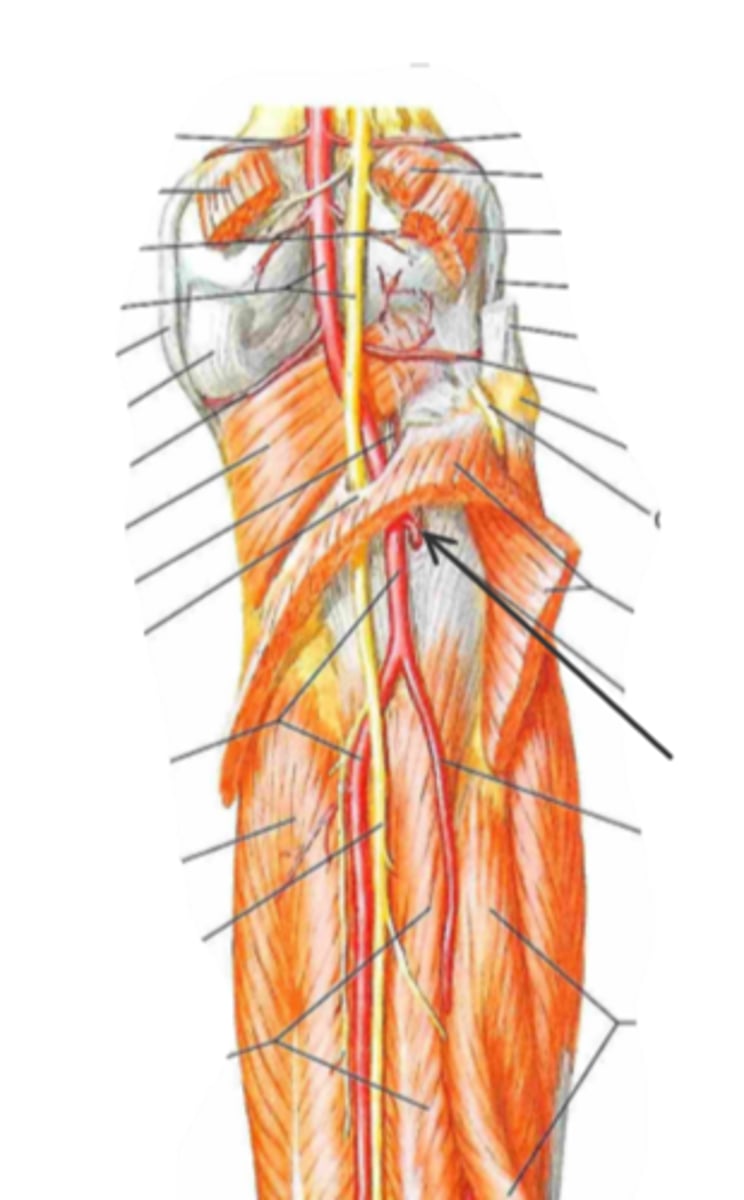 <p>identify the structure(s) indicated by the arrow</p>
