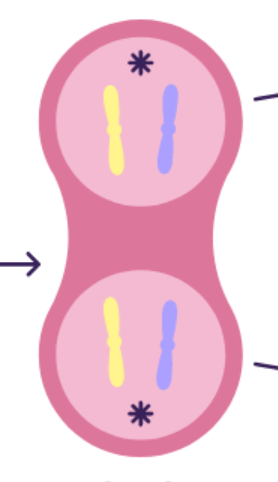 <ul><li><p>separated chromatids group together at opposite ends of the cell</p></li><li><p>chromosomes unwind and become indistinct </p></li><li><p>spindle fibres disappear</p></li><li><p>nuclear membrane reforms</p></li></ul><p></p>