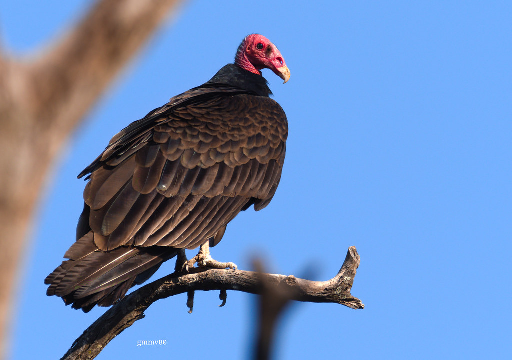 <p>Turkey Vulture</p>