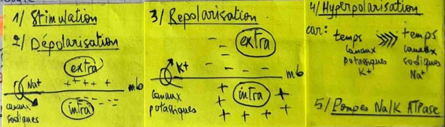 <p>se compose de 4 phase : </p><ol><li><p>depolarisation</p></li><li><p>repolarisation</p></li><li><p>hyperpolarization</p></li><li><p>retour au potentiel de repos ( - 70 mv ) </p></li></ol><p></p>