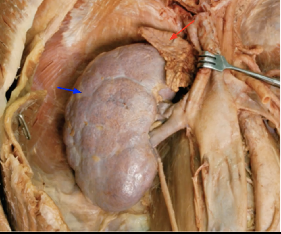 <p>Where are the adrenal glands located? Point the arrows out</p>