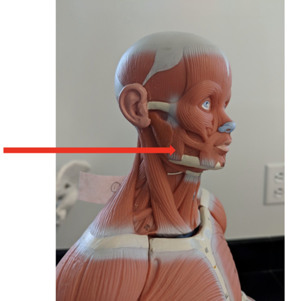 <p>what is this?</p>