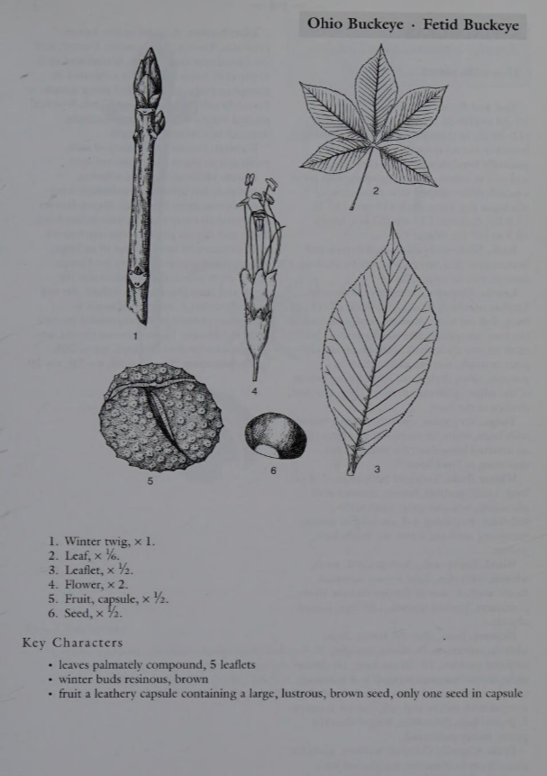 <p>Family: Sapindaceae</p><p>Physiognomy: Nt Tree</p><p>Common Name: Ohio Buckeye</p><p>Leaf: opposite, palmately compound, usually 5 leaflets, rarely 7, oblanceolate, smells bad when bruised.</p>