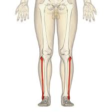 <p>The calf bone, a slender bone located on the lateral side of the tibia in the lower leg. It provides muscle attachment sites and helps stabilize the ankle joint.</p>