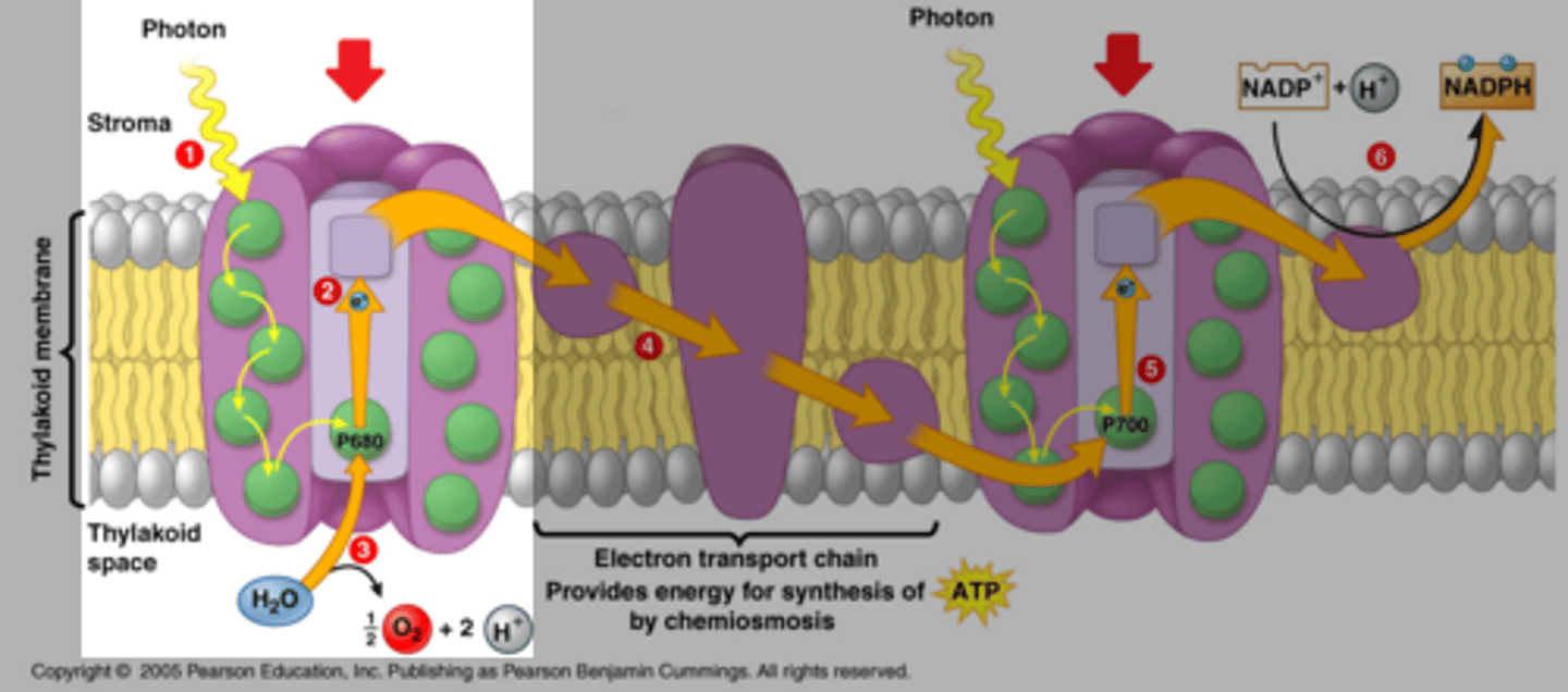 <p>One of two light-harvesting units of a chloroplast's thylakoid membrane; it uses the P680 reaction-center chlorophyll.</p>