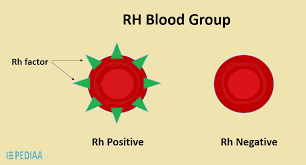 <p><strong>blood types</strong>: Rh group</p><p>Rh+: antigen D ____ (absent/ present)</p><p>Rh-: antigen D ____(absent/ present)</p>