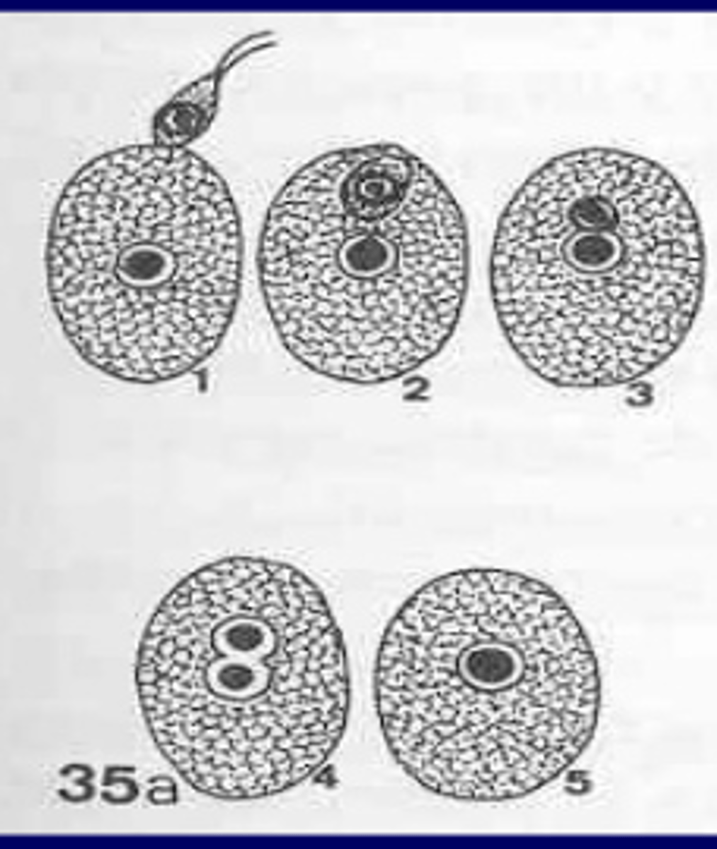 <p>what is this type of reproduction?</p>