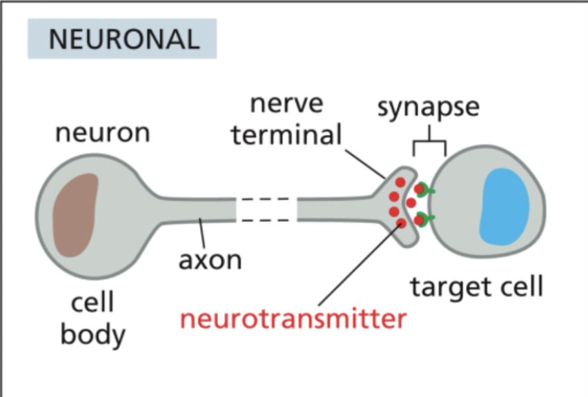 <p><strong>Neuronal signaling</strong></p><ul><li><p>signaling cell:</p></li><li><p>signaling molecule:</p></li><li><p>communication distance:</p></li><li><p>communication mode:</p></li></ul><p></p>