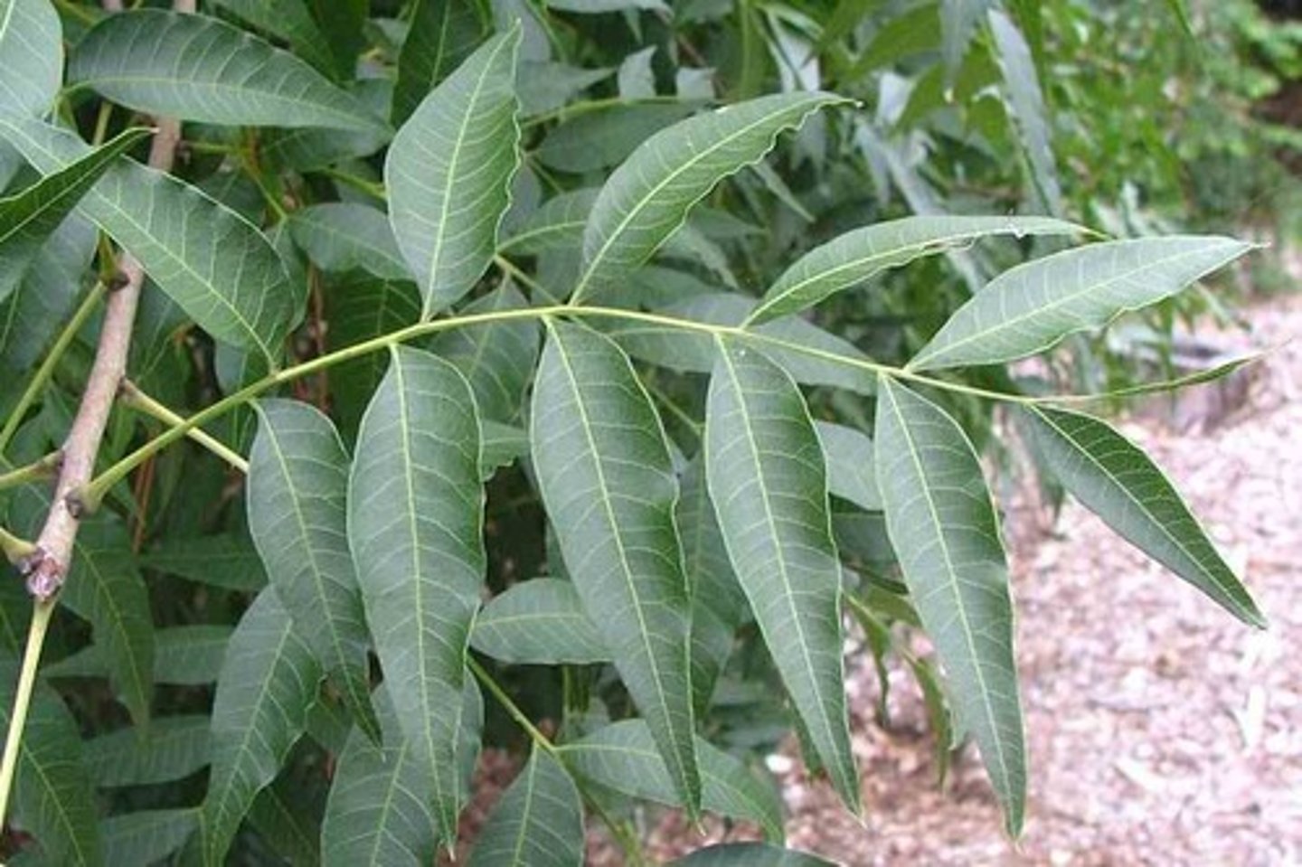 <p>Pistacia chinensis, Anacardiaceae</p>