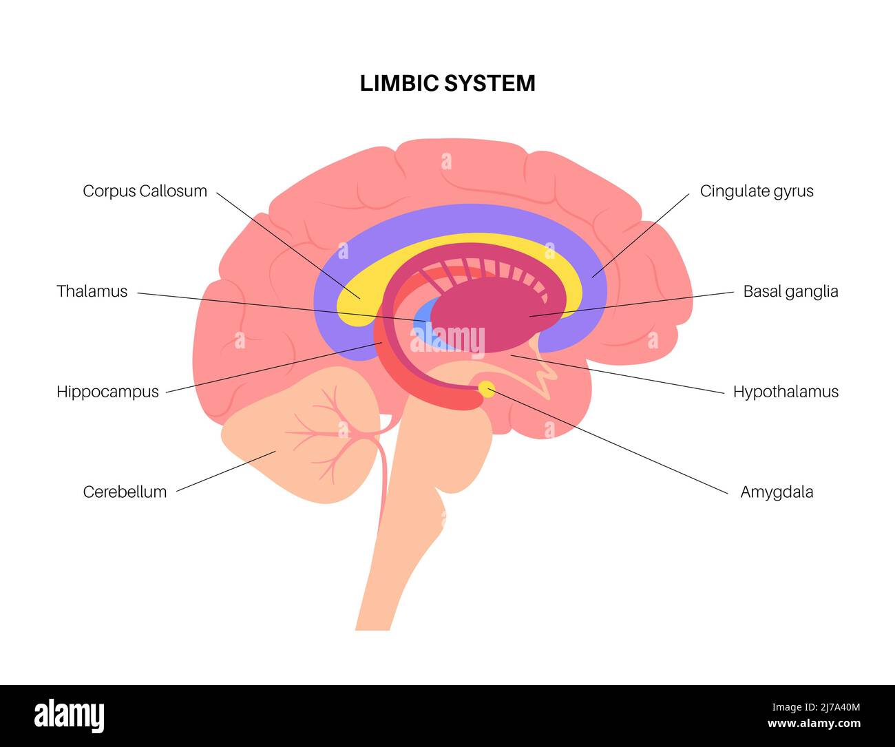 (Forebrain) a critical structure because it relays sensory information to the appropriate places