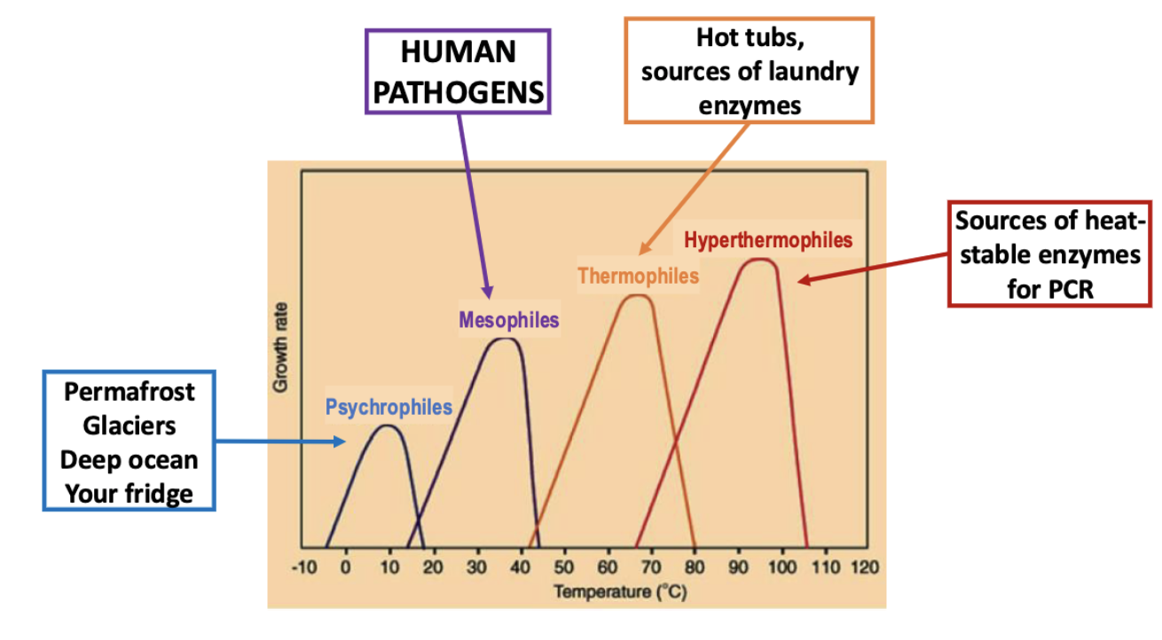 <ul><li><p>psychrophiles = permafrost, glacier, deep oceans, fridge</p></li><li><p>mesophiles = human pathogens</p></li><li><p>thermophiles = hot tubs, sources of laundry enzymes</p></li><li><p>hyperthermophiles = sources of heat-stable enzymes for PCR</p></li></ul><p></p>