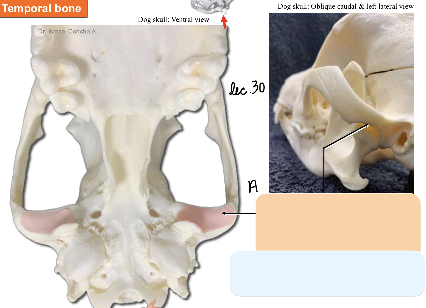 <p>Name the structure(s) indicated by a.&nbsp;</p>