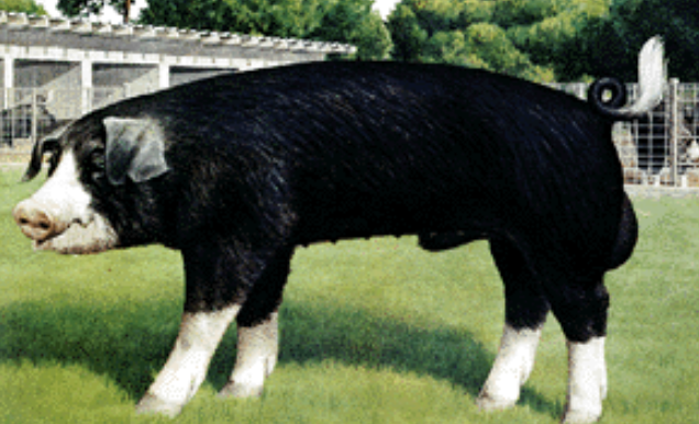 <p>What Breed?</p>