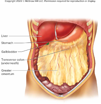 <ul><li><p>A filmy, double fold of peritoneal membrane called the greater omentum</p><ul><li><p>drapes like an apron from the stomach over the transverse colon and the folds of the small intestine (fig. 17.34 below)</p></li><li><p>If the wall of the alimentary canal becomes infected, cells from the omentum may adhere to the inflamed region and help seal it off, lowering the risk that the infection will spread to the peritoneal cavity.</p></li><li><p>Note the location of the gallbladder in Fig 17.34 below</p></li></ul></li></ul><p></p>