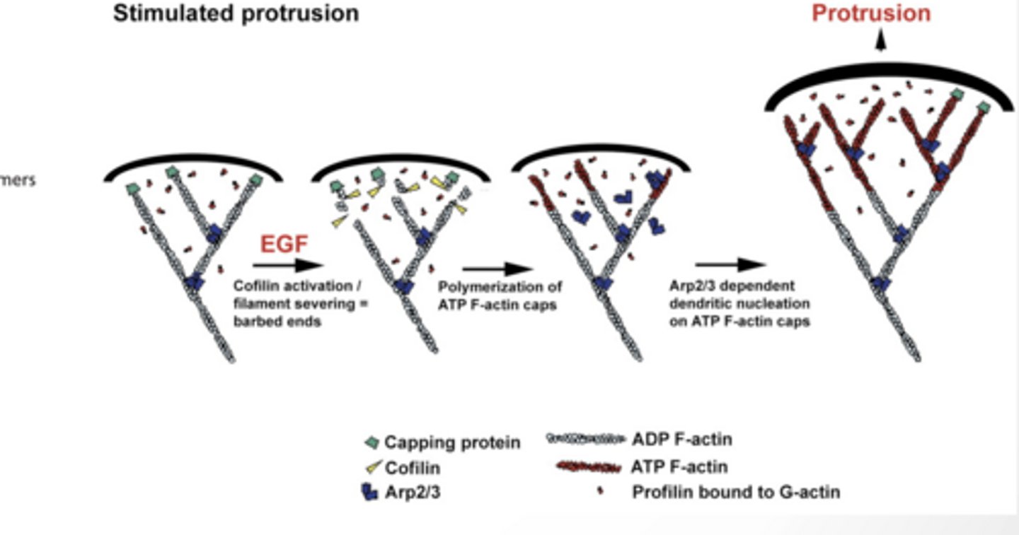 <p>Cofilin cuts old filaments → creates new ends (“barbed ends”) + ends </p><p>ATP- F actin adds to those ends → filament grows</p><p>Arp2/3 makes branches → creates a web network</p><p>This pushes the membrane forward (protrusion)</p><p>Meanwhile, old filaments behind get broken down</p><p>CELL SIGNALING CAN ALTER ACTIN STRUCTURE</p><p>Structure is determined by interaction with regulatory proteins</p><p>What interactions occur are determined by cell signaling pathways</p><p>DRUGS AFFECT FILAMENTS</p><p>Binds and stabilizes microtubules</p><p>Binds tubulin dimers and prevents their polymerization</p><p>TABLE 17–2 DRUGS THAT AFFECT FILAMENTS</p><p>Actin-specific Drugs — Action</p><p>Binds and stabilizes filaments</p><p>Caps filament plus ends, preventing polymerization there</p><p>Binds actin monomers and prevents their polymerization</p>