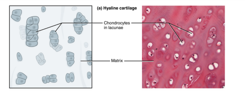 <p>A translucent bluish-white type of cartilage present in the joints, the respiratory tract, and the immature skeleton</p>