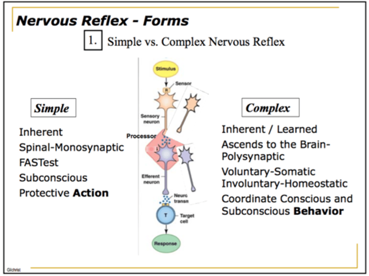 <p>The nerves in a complex</p><p>reflex are separated by</p><p>an interneuron and do</p><p>not converge in the spinal cord</p>