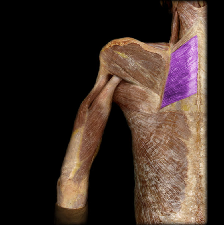 <p>Rhomboid major</p>