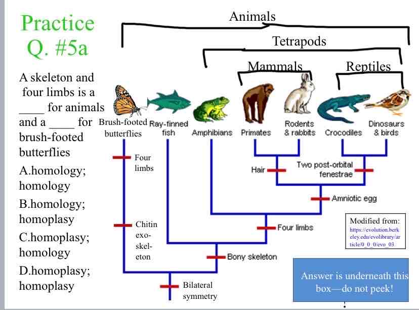 <p>Practice Question (shared traits) - A skeleton and &nbsp;four limbs is a ____ for animals and a ____ for brush-footed</p>