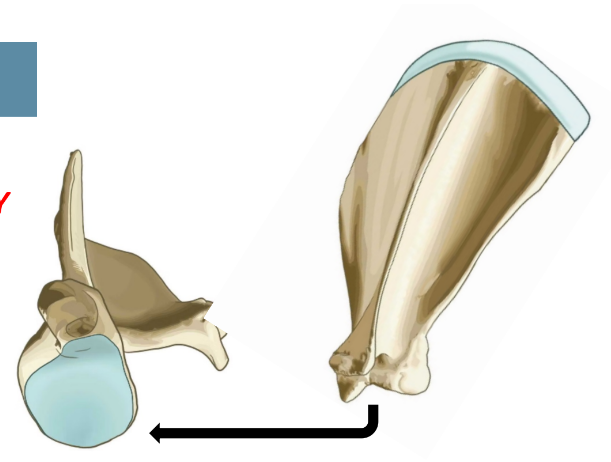 <p>• Shallow articular socket where it forms the shoulder joint with the head of humerus.</p>