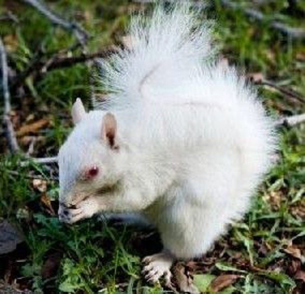 <p>albino</p>