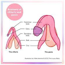 <p><u>extra</u><br><span style="color: blue"><strong>ciltoris </strong></span>is like the women’s version of the<span style="color: blue"> <strong>penis!</strong></span></p><ul><li><p class=""><span style="color: green"><strong>They both have:</strong></span></p><ul><li><p class=""><strong>Erectile tissue</strong> (the clitoris has corpora cavernosa, just like the penis’s corpus cavernosum)</p></li><li><p class=""><strong>A glans</strong> (that little nub you see externally on the clitoris is the glans—just like the head of the penis)</p></li><li><p class=""><strong>A prepuce</strong> (yep, the clitoral <em>hood</em> = foreskin equivalent)</p></li><li><p class=""><strong>Crura ( Crus ) </strong>and <strong>bulbs</strong> that engorge with blood during arousal</p></li></ul></li></ul><p></p><ul><li><p><span style="color: green"><strong>Key difference?</strong></span></p></li></ul><p class="">The <strong>clitoris doesn’t have a urethra running through it</strong>, and its <strong>main job is pleasure</strong>—it has around <strong>8,000 nerve endings</strong>, which is more than <em>any</em> other human body part. (Yes, more than the penis. Sorry fellas.) <span data-name="grinning_face_with_sweat" data-type="emoji">😅</span><span data-name="fire" data-type="emoji">🔥</span></p><img src="https://lh7-rt.googleusercontent.com/docsz/AD_4nXf81sAuY_qjfFWuP4w9I6cJUw8U8GUpvOCsQ17qvKxHkKWm-5NanKl-4jcLyDzRXPp425niz7mIwdROdg174zG3j7xtdUineF7cgiyGMnMMzLJzpzpF6BYXZVOTAGknldbsWqflAQ?key=0NmS09b7DSVt44FZoYhqRUdh" data-width="100%" data-align="center"><p></p>