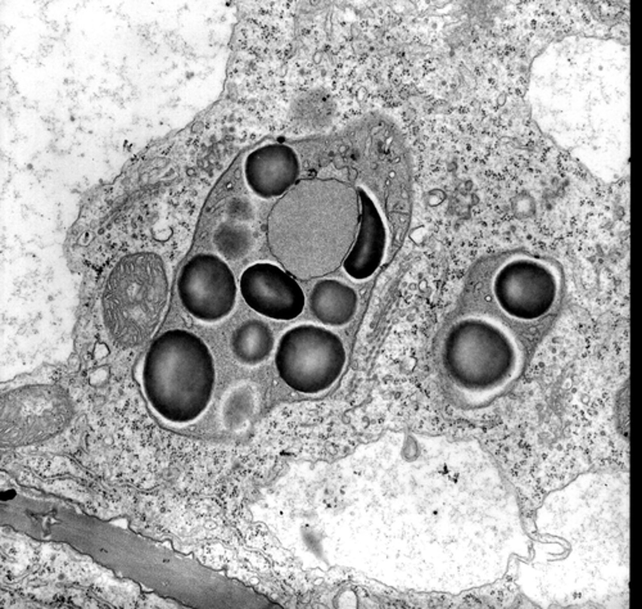 <p>Membrane bound organelles consisting of starch granules<br><br>Storage of starch grains</p>