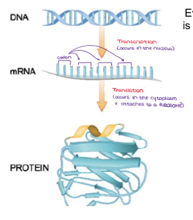 <ol><li><p><u>Transcription</u> - The DNA is copied into messenger RNA (mRNA).</p><ol><li><p>occurs in the nucleus</p></li></ol></li><li><p><u>Translation</u> - The mRNA codons are read and the correct sequence of amino acids is put together to make a polypeptide.</p><ol><li><p>occurs in the cytoplasm and attaches to a RIBOSOME</p></li></ol></li></ol><p></p>