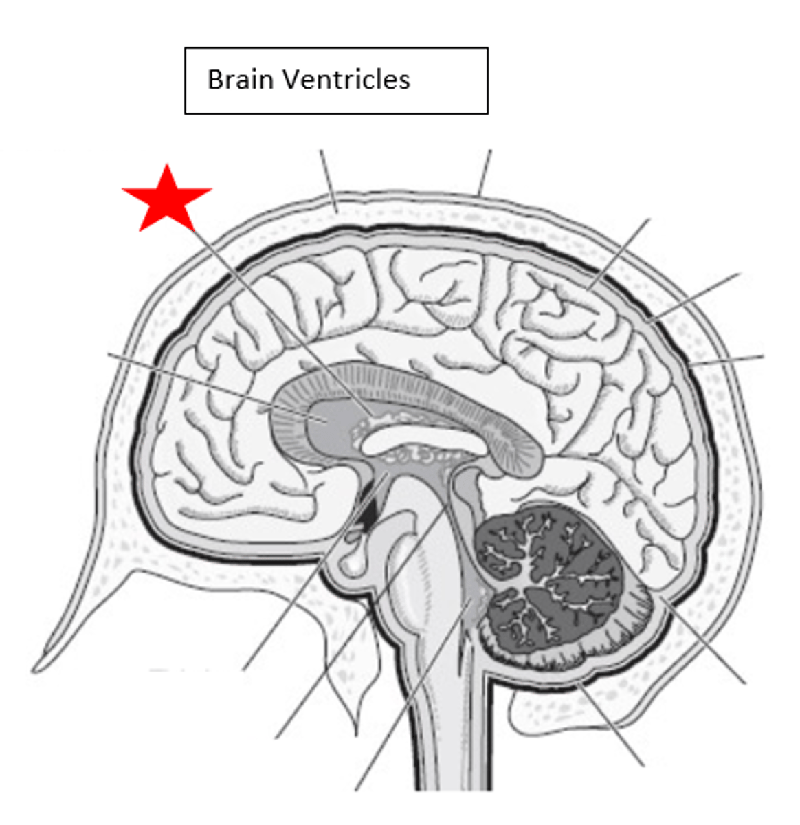 <p>Site of cerebrospinal fluid production.</p>