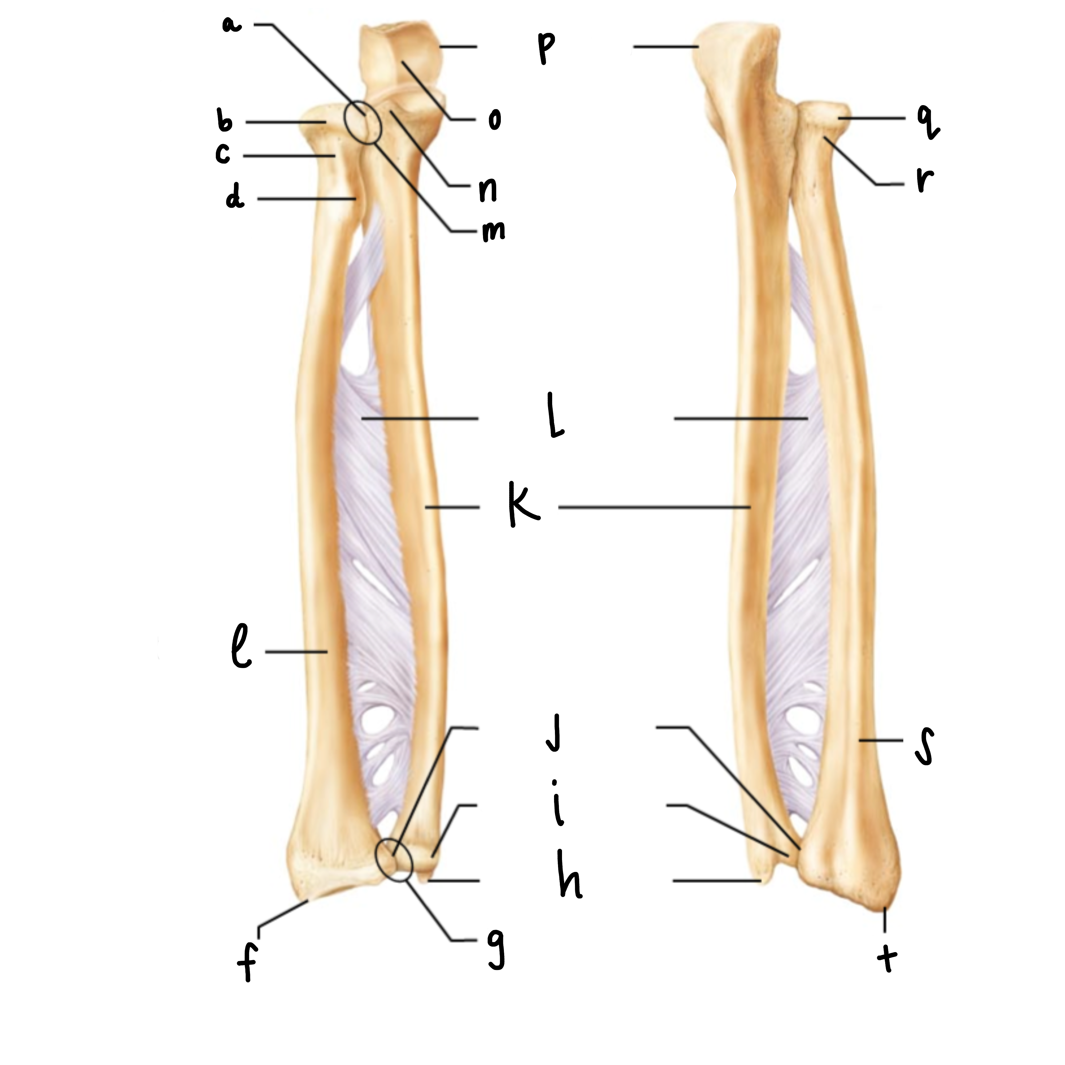 <p>G</p>