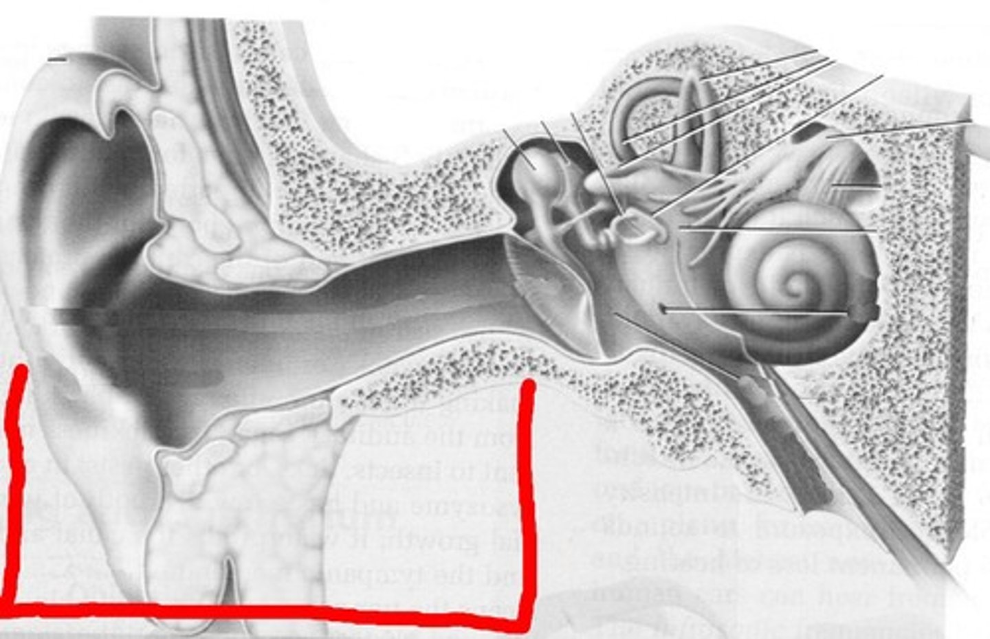 <p>the outermost part of the ear, collects sound waves and sends them to the ear drum</p>