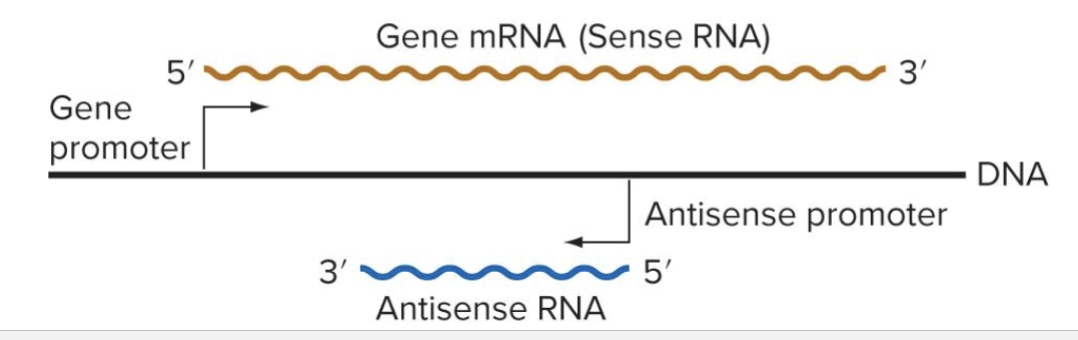 <ul><li><p>Produced by transcription of the strand of DNA opposite the template strand (antisense)</p><ul><li><p>May inhibit translation by base pairing with the same strand</p></li><li><p>May lead to degradation of mRNA</p></li><li><p>May interfere with transcription of sense gene</p></li></ul></li></ul><p></p>