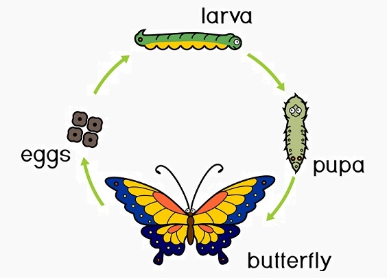 Examples of complete metamorphosis:
