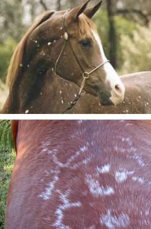 <p>Leukoderma = loss of skin pigment → pressure sores, burns, freezing, UV</p><p>Leukotrichia = loss of hair pigment → spotted, reticulated, hyperesthetic(more uncomfortable) </p>