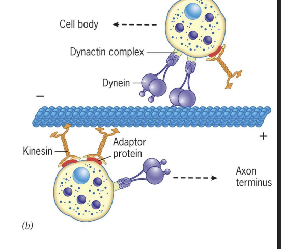 <p>Both Dynein and Kinesin have adaptor proteins that mediate binding to cargo. </p><p></p><p>Dynein = important for mitosis (spindle positioning and chromosome separation), moving organelles (Golgi, lysosomes), moving endosomes and vesicles in cytosol. </p><p></p><p>Kinesin = moving organelles (peroxisomes and mitochondria), moving secretory vesicles</p>