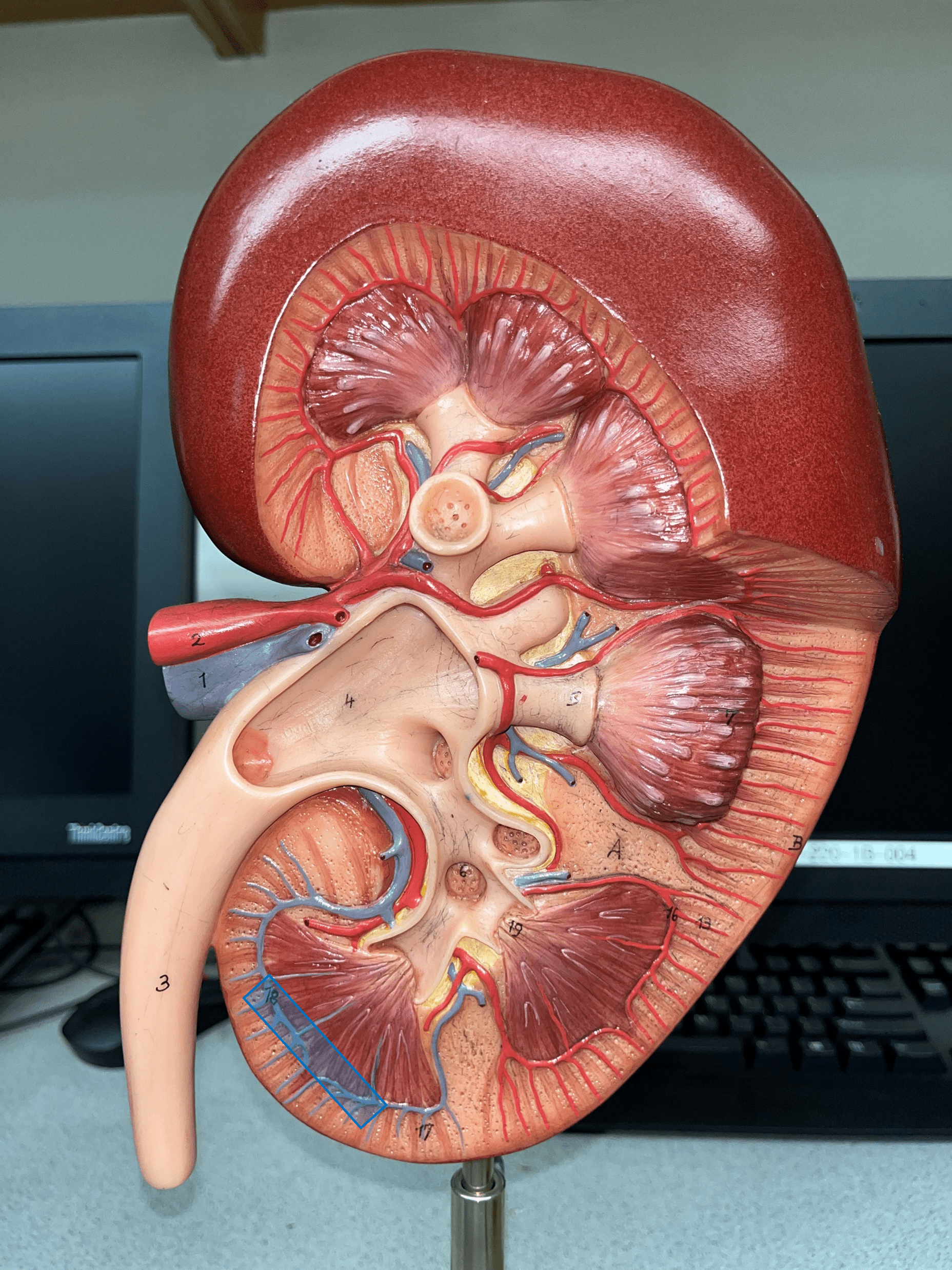 • Extends along the base of the renal pyramids.

• The convergence of interlobular vv.

• Converges into an interlobar v.