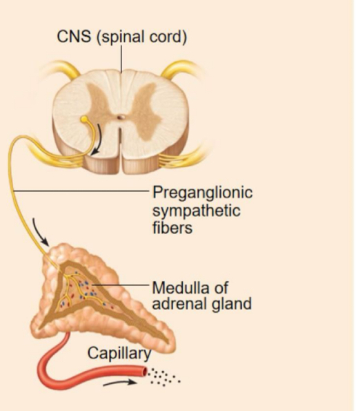 <p>Hormone release cause by neural input</p><p>Stimulus: action potentials from sympathetic fibers to adrenal medulla.</p><p>Response: adrenal medulla cells secrete epinephrine and norepinephrine.</p><p>FLIGHT OR FIGHT RESPONSE</p>