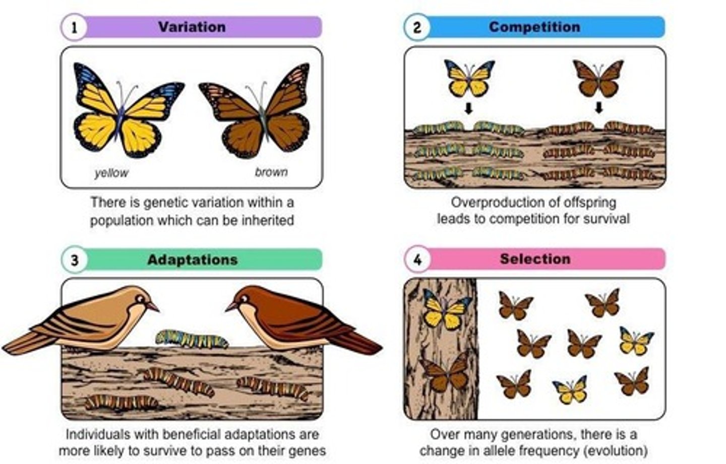 <p>The process of species adapting to their environment to increase chances of survival and reproduction.</p>